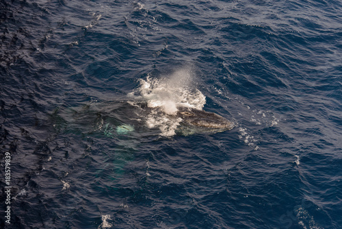 Humpback whale swimming in deep blue sea water - aerial view