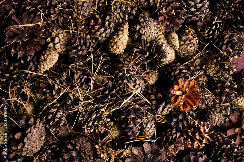 Background of fir cones Background of fir cones