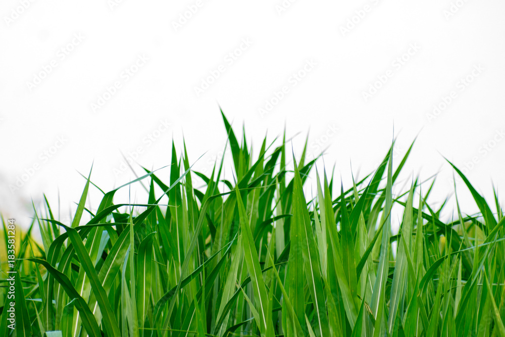 Fototapeta premium Green grass on a white background.