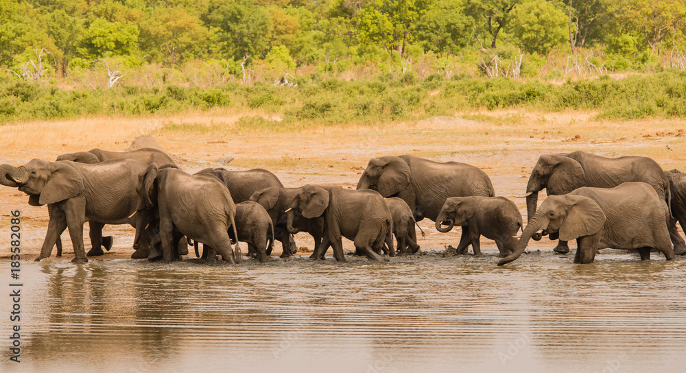 Elefanten in der Savanne vom in Simbabwe, Südafrika Elefanten in der Savanne vom in Simbabwe, Südafrika