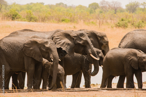 Elefanten in der Savanne vom in Simbabwe  S  dafrika 