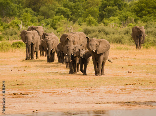 Elefanten in der Savanne vom in Simbabwe  S  dafrika 