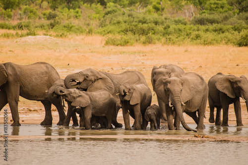 Elefanten in der Savanne vom in Simbabwe, Südafrika 