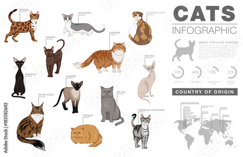 Cat breeds infographic template, vector icons photo
