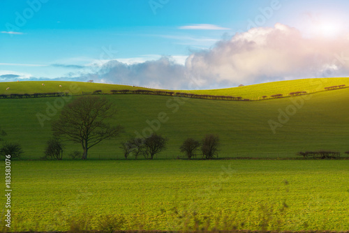 Fototapeta Naklejka Na Ścianę i Meble -  Green field and blue sky