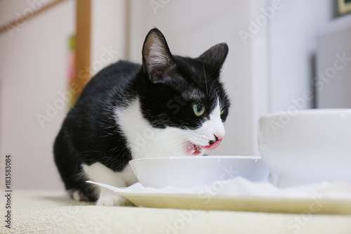 Fototapeta Naklejka Na Ścianę i Meble -  水を飲む猫
