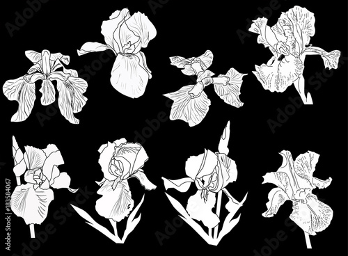 Fototapeta Naklejka Na Ścianę i Meble -  eight white iris isolated sketches