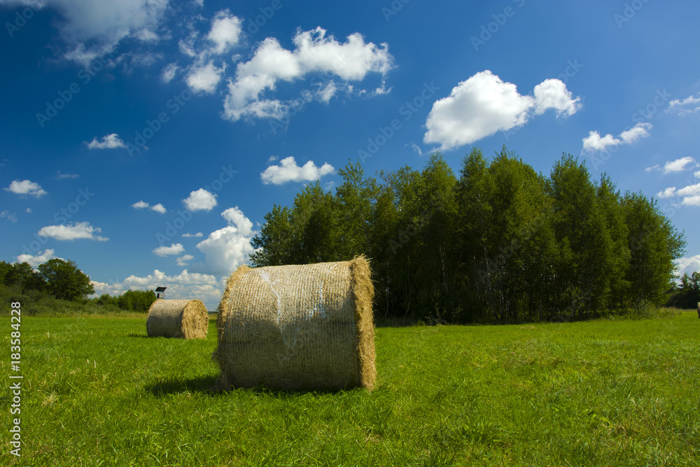 Large circles of hay in a meadow by a grove