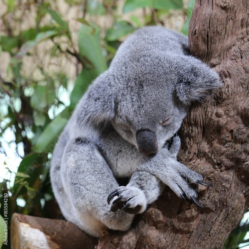 a lazy grey koala sleeping on the branch of a tree