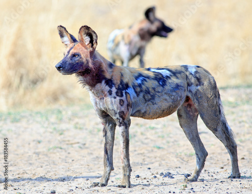 Alert Wild Dog (Painted Dog - Lycaon Pictus), standing on the dry grass with a bloody fae after eating a kill in South Luangwa National Park
