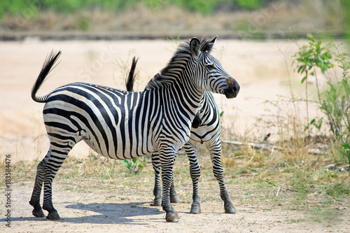 Two Chapmans Zebras  Equus quagga Chapmani  standng looking alert on the Plains in South Luangwa National Park  Zambia