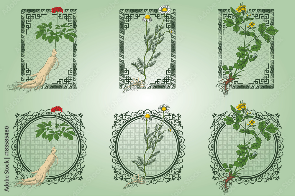 Set of medicina herbs with patterned frames: ginseng, chamomile, celandine. Vector illustration in engraving style, in colors.
