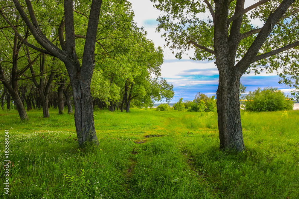 landscape with a path at the edge of the forest