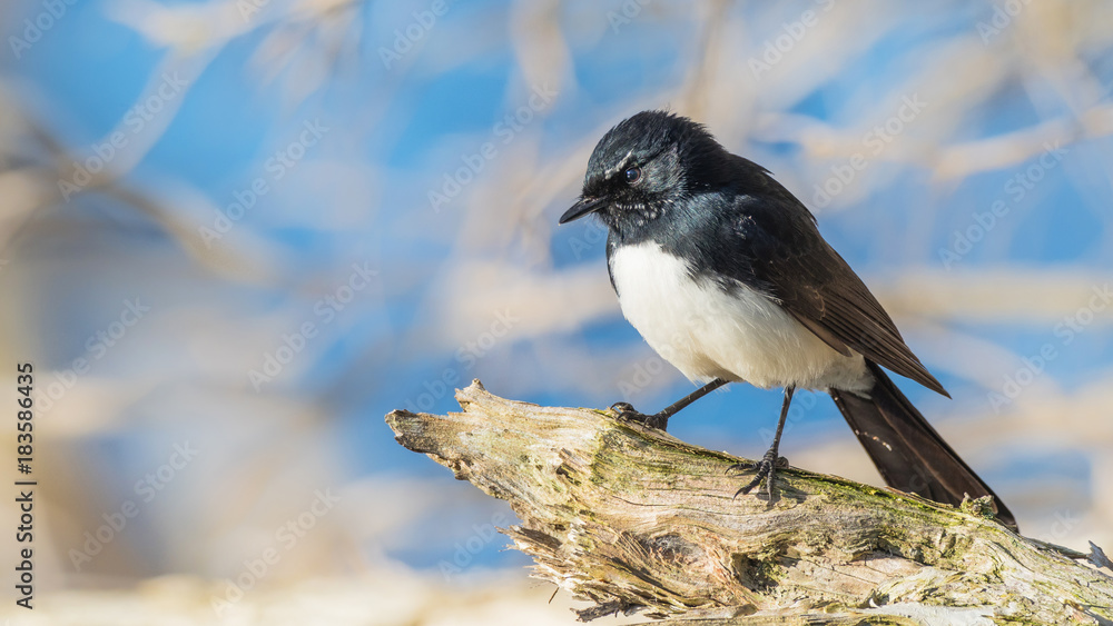 Obraz premium Willie Wagtail