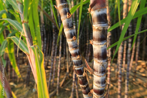 closeup of sugarcane plants in growth at field