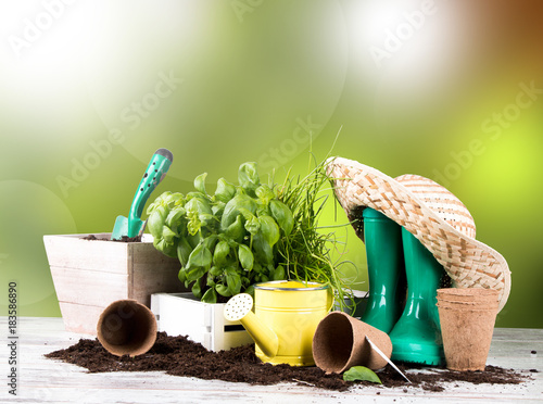 Garden tolls and spring seedling isolated on white background. Rubber, narcis and tulips photo