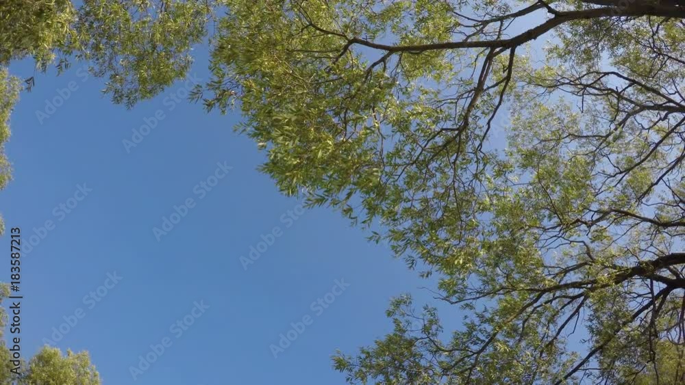 Trees in summer forest from below. Point of view looking up. Trees in summer forest from below. Point of view looking up.