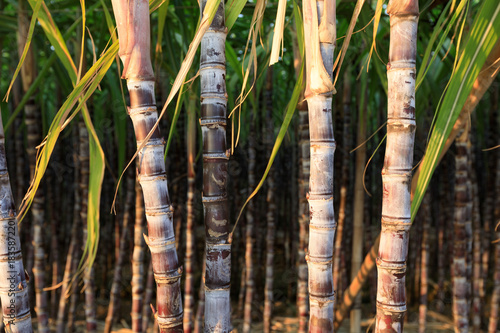 closeup of sugarcane plants in growth  at field photo