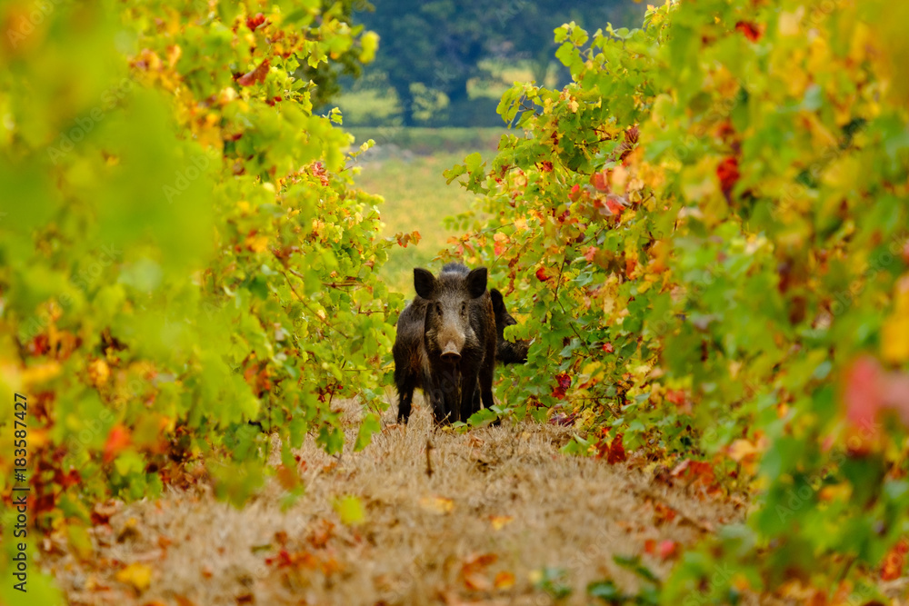 Le sanglier sauvage entre les vignes en automne.