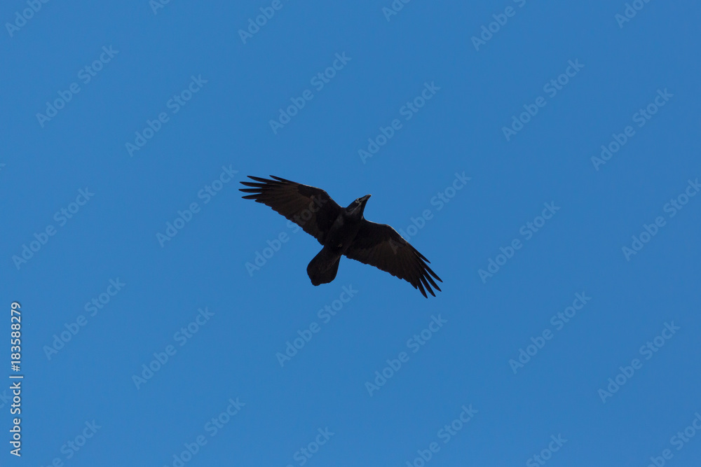 silhouette of black northern raven (corvus corax) in flight in blue sky silhouette of black northern raven (corvus corax) in flight in blue sky