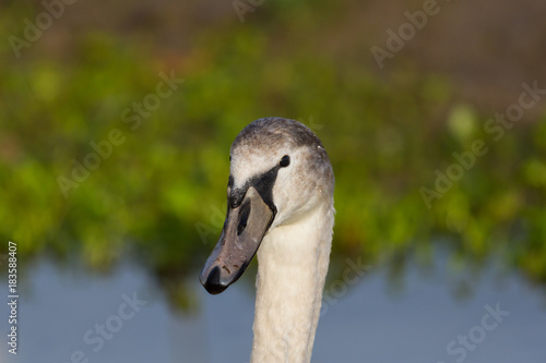 detailed portrait of young mute swan (cygnus olor) bird