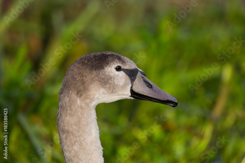 side view portrait of young mute swan  cygnus olor  bird