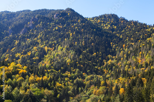 Mountain forest in the fall with blue sky