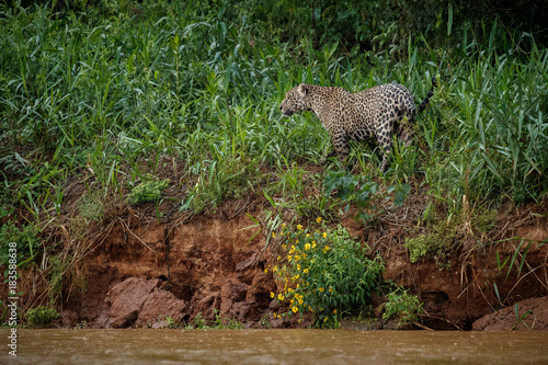 American jaguar female during the heavy rain in Pantanal, panthera onca, wild brasil, brasilian wildlife, green pantanal, green jungle, big cats