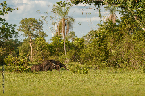 Amazing giant anteater walking in the nature habitat. Wildlife in south america. Beautiful and very rare animals. Myrmecophaga tridactyla. photo