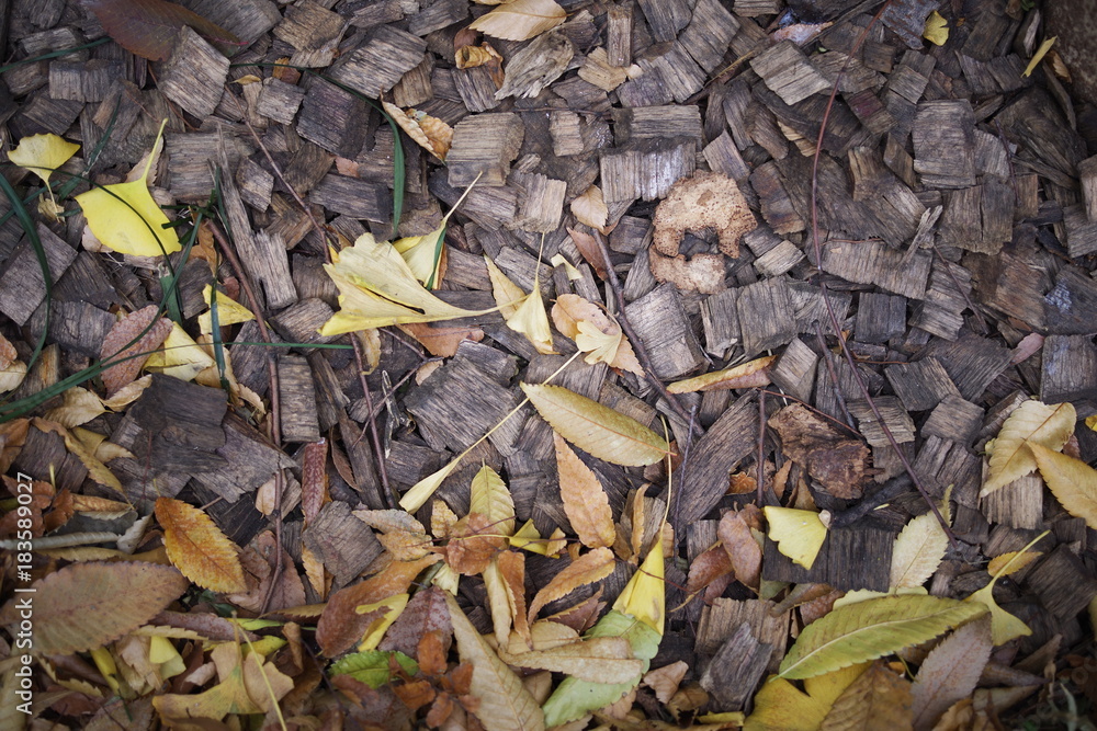 beautiful coloful autumn leaf beautiful coloful autumn leaf
