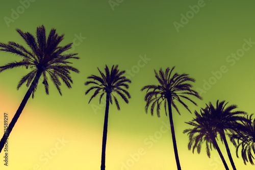 Row of tropic palm trees against sunset sky. Gradient color. Silhouette of deep palm trees. Tropic evening landscape. Diagonal purple pink gradient color. Beautiful tropic nature. © vvvita