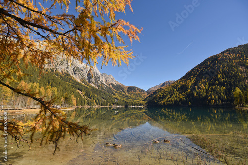 Bunte Lärche am Antholzer See im Herbst 