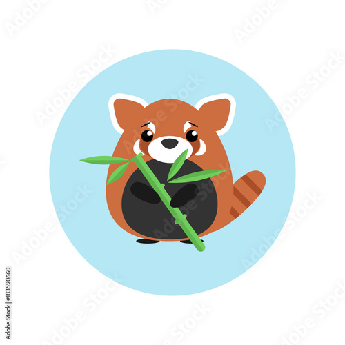 Fototapeta Naklejka Na Ścianę i Meble -  Cute baby red panda standing with bamboo in paw on blue circle background