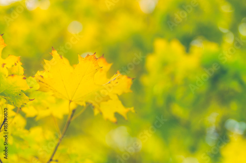 Autumn scene with colorful leaves and calm nature background
