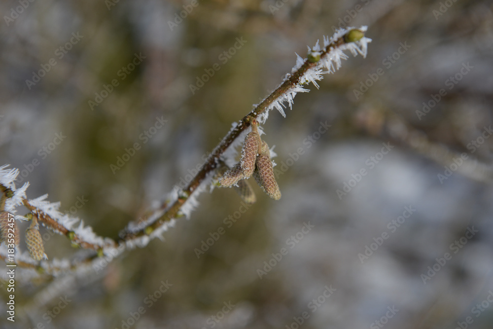 Hiver neige paysage Wallonie gel glace meteo givre vegetation environnement pollution planete co brouillard climat bourgeons semences temperature froid chaleur zero snow Hiver neige paysage Wallonie gel glace meteo givre vegetation environnement pollution planete co brouillard climat bourgeons semences temperature froid chaleur zero snow