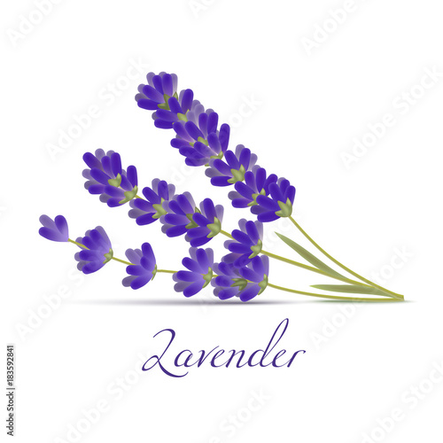 Lavender Flowers. Realistic Elements for Labels of Cosmetic Skin Care Product Design. Vector Isolated Illustration
