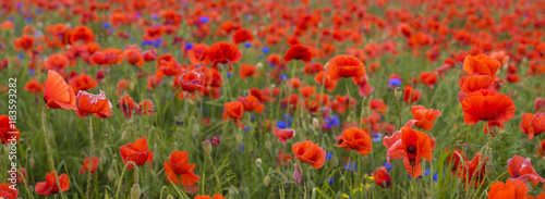 panorama with red poppies