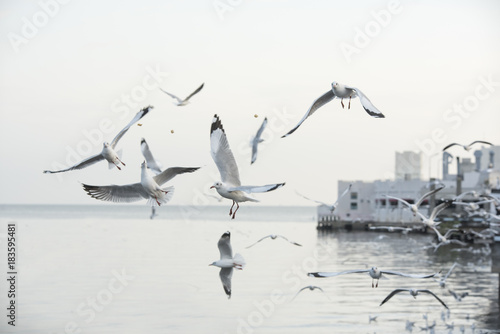 Seagull at Bangpoo,