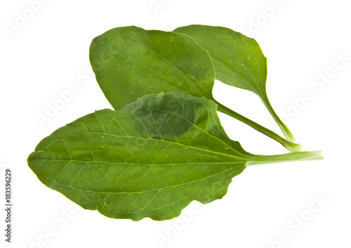 plantain leaf isolated on white background