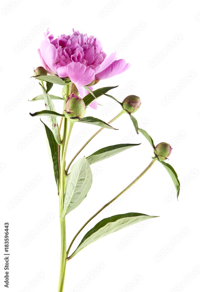 peony flowers isolated on white background peony flowers isolated on white background