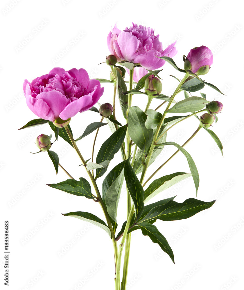 Fototapeta premium peony flowers isolated on white background