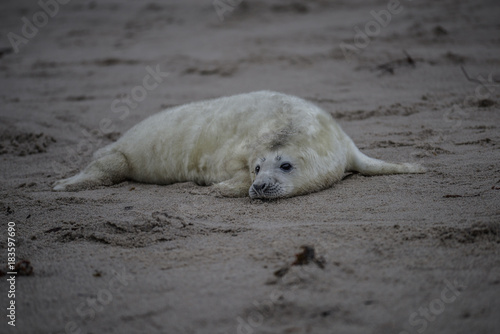 Comical playful common seal (Phoca vitulina) pup lying on side on beach of Helgoland looking at camera with ocean in background
