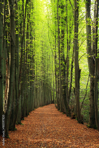 Waldweg