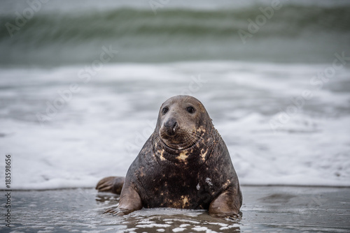 Common seal (Phoca vitulina) sideview of one animal looking curious in camera while lying on beach with ocean in background © vaclav
