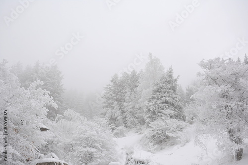 Foggy forest in december. landscape © Andrey