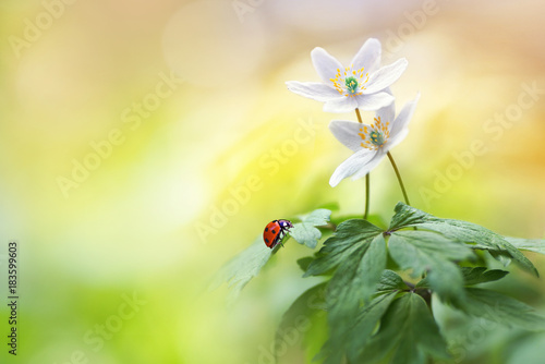 Beautiful white forest flowers anemones and ladybug in sunlight on yellow and green background, template with space for text. Elegant exquisite tender artistic image of spring nature macro.