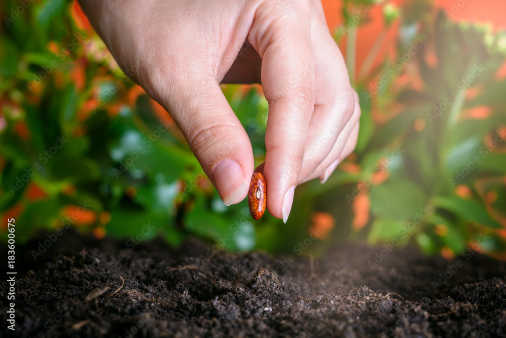 Fototapeta premium female hand planting a bean seed in soil. Concept of healthy lifestyle Close up