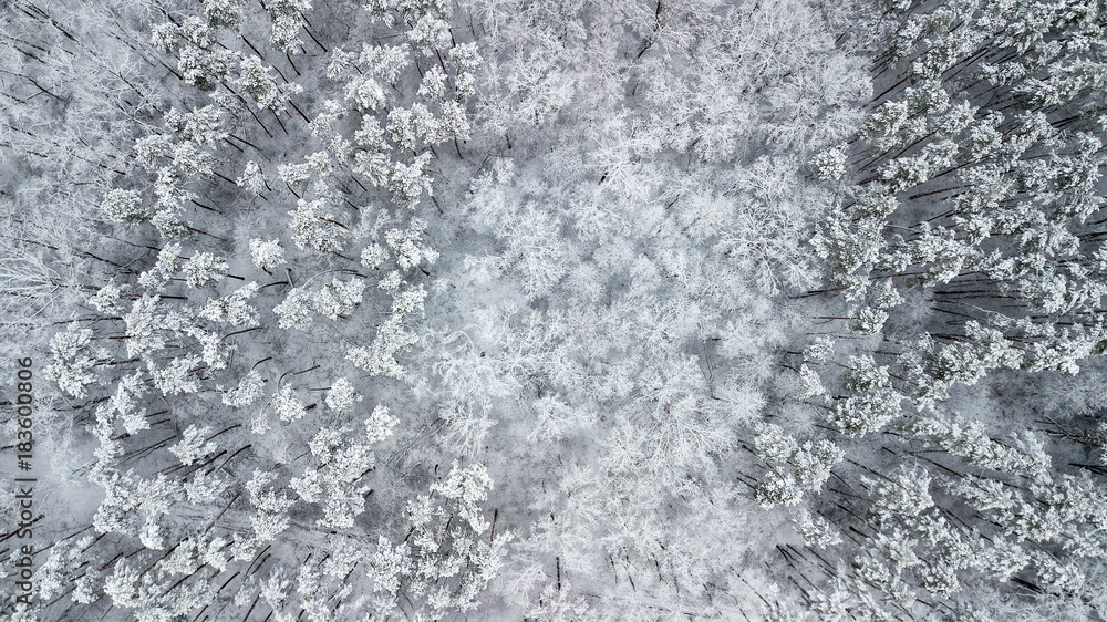 View of the snow-covered pines in the forest, top view