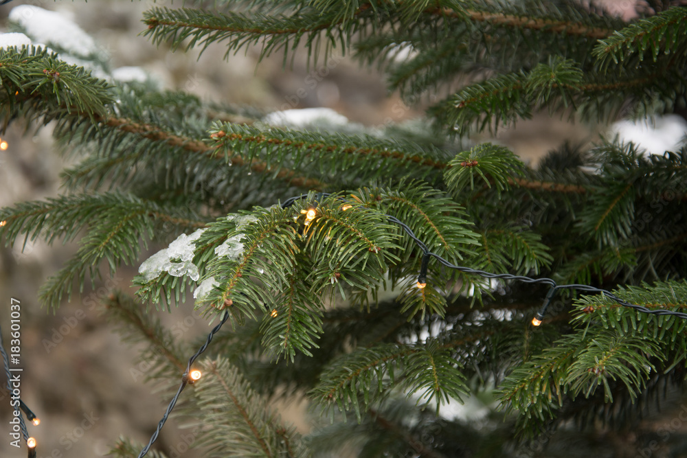 Christmas tree outside Christmas tree outside