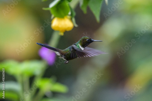 Hummingbird(Trochilidae)Flying gemsMountain bright animal from Panama. Detail portrait.